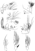 Espce Heteroptilus acutilobus - Planche 2 de figures morphologiques