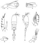 Espce Corycaeus (Corycaeus) crassiusculus - Planche 2 de figures morphologiques