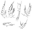 Espce Corycaeus (Ditrichocorycaeus) lubbocki - Planche 1 de figures morphologiques
