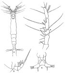 Species Cymbasoma tropicum - Plate 1 of morphological figures