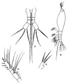 Espce Cymbasoma rigidum - Planche 1 de figures morphologiques