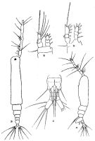 Espce Monstrilla conjunctiva - Planche 1 de figures morphologiques