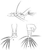Espce Monstrilla anglica - Planche 1 de figures morphologiques