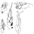 Espce Euchirella maxima - Planche 7 de figures morphologiques