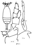 Espce Clausocalanus dubius - Planche 1 de figures morphologiques