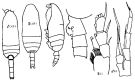 Species Spinocalanus spinipes - Plate 3 of morphological figures
