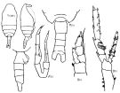 Species Spinocalanus similis - Plate 4 of morphological figures