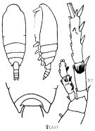 Espce Spinocalanus polaris - Planche 6 de figures morphologiques