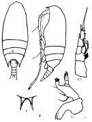 Espce Aetideus pacificus - Planche 5 de figures morphologiques
