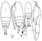 Species Bradyidius pacificus - Plate 3 of morphological figures
