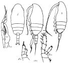 Species Jaschnovia tolli - Plate 3 of morphological figures