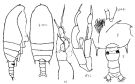 Espce Gaetanus simplex - Planche 4 de figures morphologiques