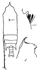 Espce Gaetanus paracurvicornis - Planche 2 de figures morphologiques