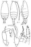 Espce Pseudochirella obtusa - Planche 10 de figures morphologiques