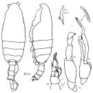 Espce Pseudochirella pacifica - Planche 4 de figures morphologiques