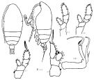 Espce Chiridiella pacifica - Planche 3 de figures morphologiques