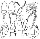 Species Chiridiella abyssalis - Plate 3 of morphological figures