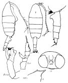 Species Paraeuchaeta rubra - Plate 5 of morphological figures
