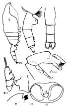 Espce Paraeuchaeta brevirostris - Planche 3 de figures morphologiques