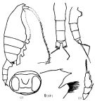 Espce Paraeuchaeta modesta - Planche 1 de figures morphologiques