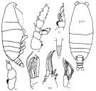 Espce Talacalanus maximus - Planche 4 de figures morphologiques