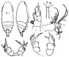 Species Xanthocalanus polaris - Plate 1 of morphological figures