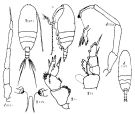 Espce Xanthocalanus kurilensis - Planche 1 de figures morphologiques