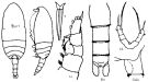 Species Scaphocalanus polaris - Plate 1 of morphological figures