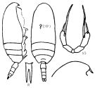 Espce Scaphocalanus insignis - Planche 1 de figures morphologiques