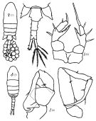 Species Eurytemora pacifica - Plate 2 of morphological figures