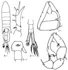 Espce Eurytemora asymmetrica - Planche 1 de figures morphologiques