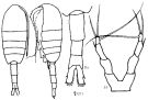 Espce Metridia okhotensis - Planche 2 de figures morphologiques
