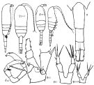 Espce Metridia pacifica - Planche 3 de figures morphologiques