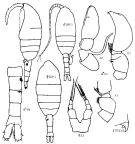 Species Metridia asymmetrica - Plate 4 of morphological figures