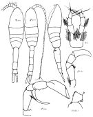 Species Metridia ornata - Plate 9 of morphological figures