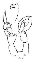 Espce Lucicutia pseudopolaris - Planche 1 de figures morphologiques