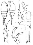 Espce Lucicutia anomala - Planche 1 de figures morphologiques