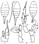 Espce Lucicutia curta - Planche 3 de figures morphologiques