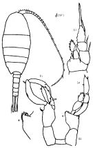 Species Lucicutia profunda - Plate 1 of morphological figures
