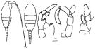 Espce Lucicutia orientalis - Planche 1 de figures morphologiques