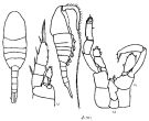 Espce Lucicutia oblonga - Planche 1 de figures morphologiques