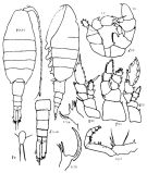 Espce Paraheterorhabdus (Paraheterorhabdus) robustus - Planche 7 de figures morphologiques