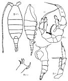 Espce Heterorhabdus pacificus - Planche 6 de figures morphologiques