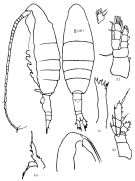 Espce Euaugaptilus parabullifer - Planche 1 de figures morphologiques