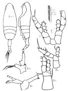 Espce Euaugaptilus pacificus - Planche 1 de figures morphologiques