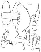 Espce Euaugaptilus affinis - Planche 2 de figures morphologiques