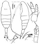 Espce Euaugaptilus graciloides - Planche 3 de figures morphologiques