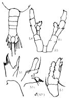 Espce Euaugaptilus modestus - Planche 1 de figures morphologiques