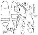 Espce Euaugaptilus distinctus - Planche 1 de figures morphologiques