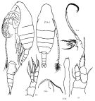 Espce Pseudaugaptilus polaris - Planche 1 de figures morphologiques
